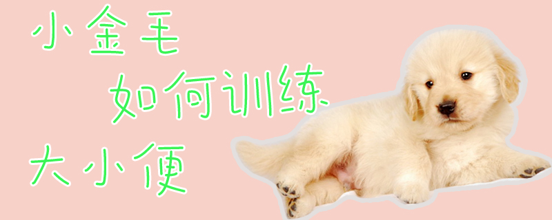 小金毛怎么样熟习巨细便