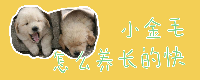 小金毛怎样养长的快