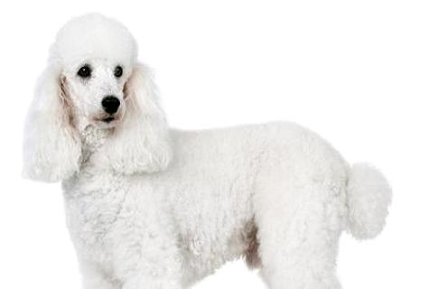 巨型客人犬几钱？这篇文章告知你！ 