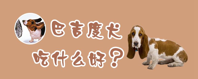 巴吉度犬吃什么佳
