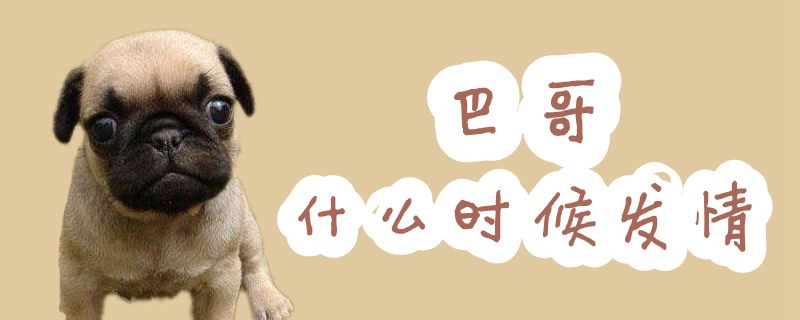 巴哥什么时间发情
