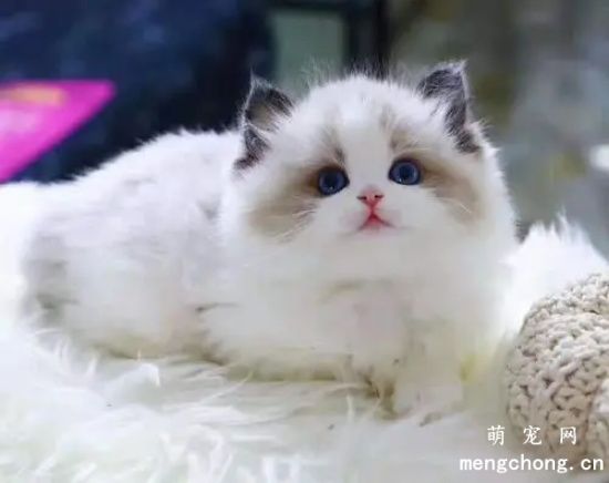 布偶猫体重年龄对照 怎么养才能体重达标