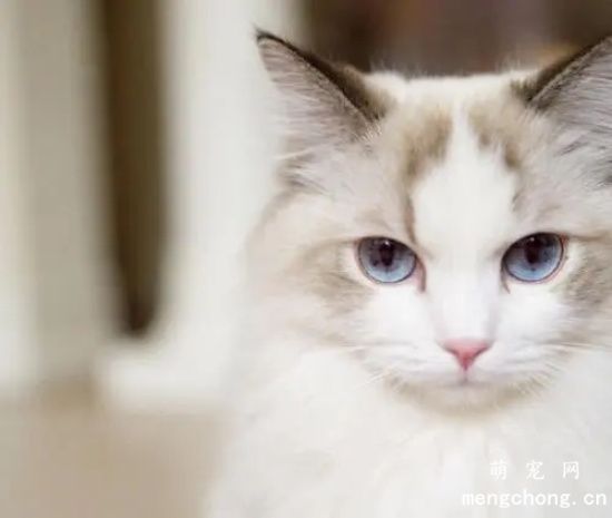 布偶猫吃什么