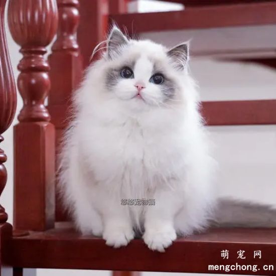 布偶猫吃什么