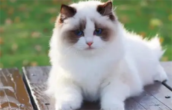 布偶猫常见疾病有哪些 布偶猫常见疾病汇总