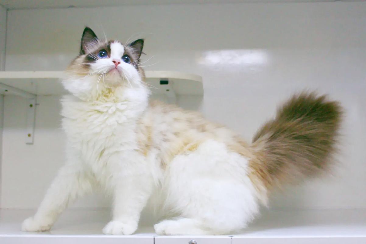 布偶猫得了猫癣怎么办