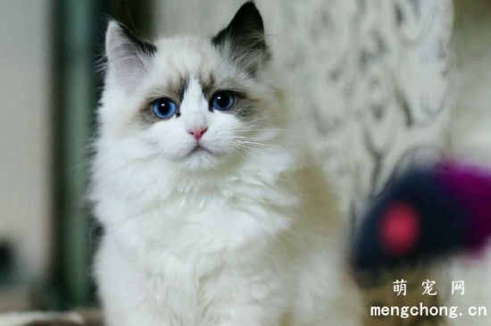 布偶猫忌讳最喜欢让人摸它哪