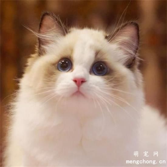 布偶猫怎样才能爆毛？
