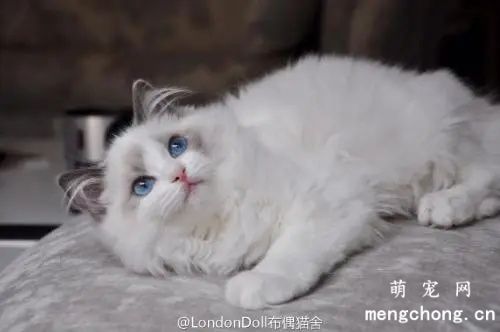布偶性格怎么样