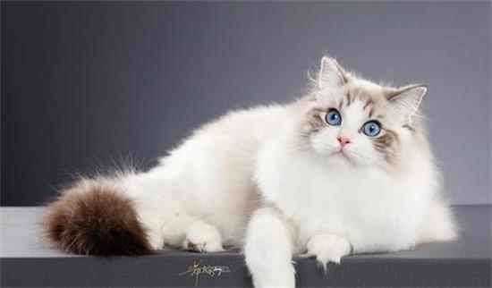 布偶猫感冒会传染吗?