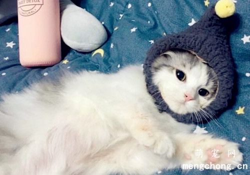 ​布偶猫爆毛前后对比