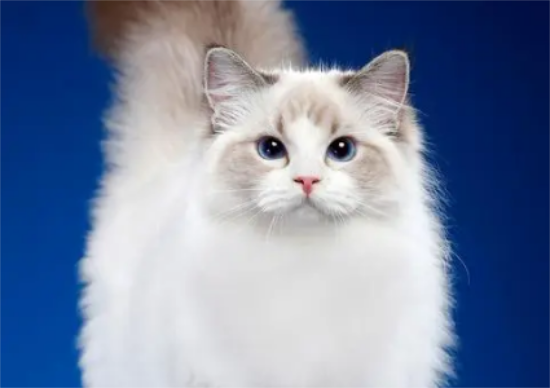 布偶猫的性格特征