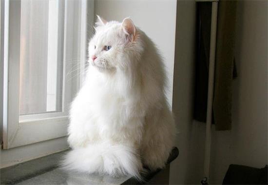 布偶猫皮肤病怎么治 布偶猫患皮肤病的注意事项