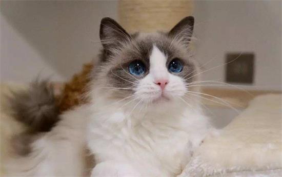 布偶猫遗传病有哪些 布偶猫遗传病治疗方法
