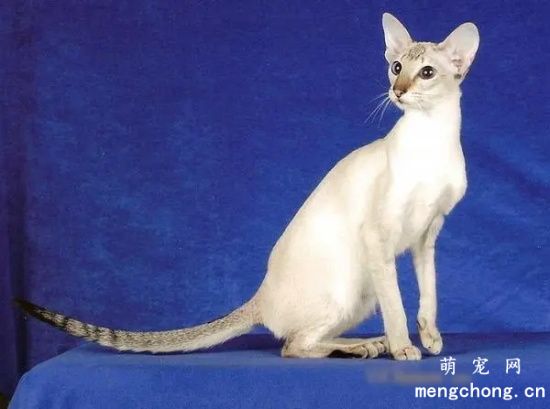 希姆利克猫和曼岛猫有什么关系？