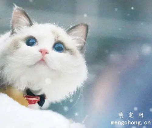 带猫咪出去遛弯，猫咪会认得回家的路吗？
