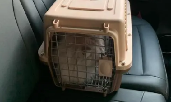 带猫坐长途车怎么解决拉屎