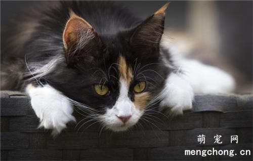 常见的猫癣治疗方法及注意事项