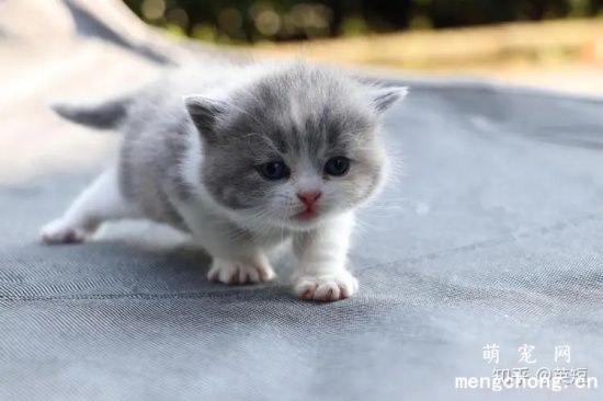 年幼的猫咪是如何发育成长的