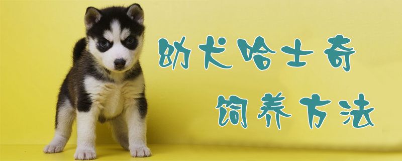 ​幼犬哈士奇豢养方式1