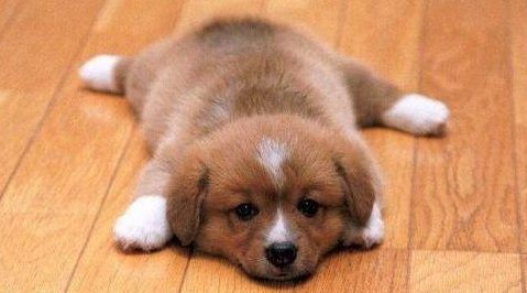 幼犬怎样吃狗粮 一二个月的幼犬怎样豢养手册2