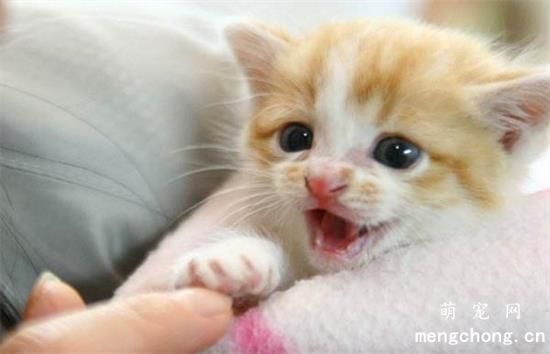 幼猫可以吃自制猫粮吗？