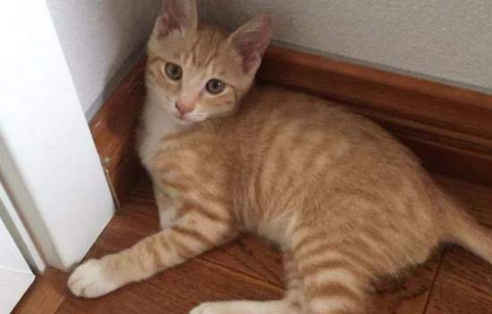 幼猫吃的猫粮成猫可以吃吗