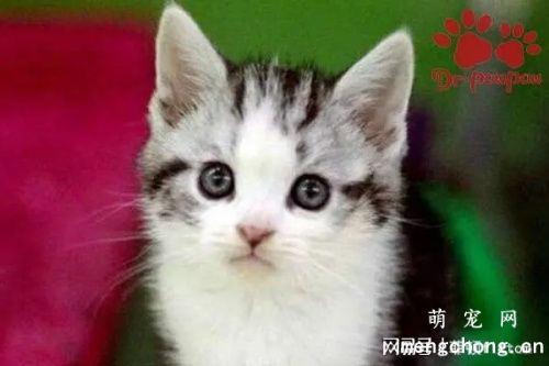 幼猫猫藓一般多久好