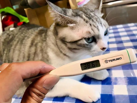 幼猫腹泻怎么办 幼猫腹泻治疗手册