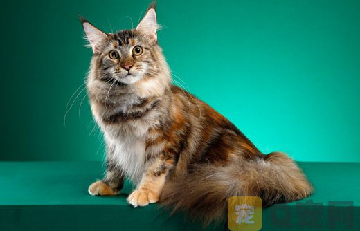 广州正规猫舍纯种缅因猫价格多少钱？