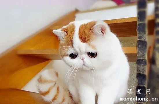异国短毛猫太粘人怎么办？