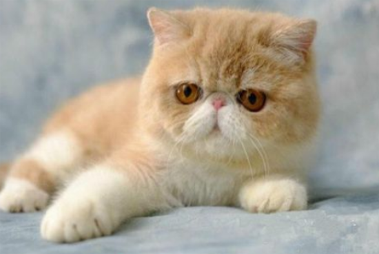 异国短毛猫性格怎么样?