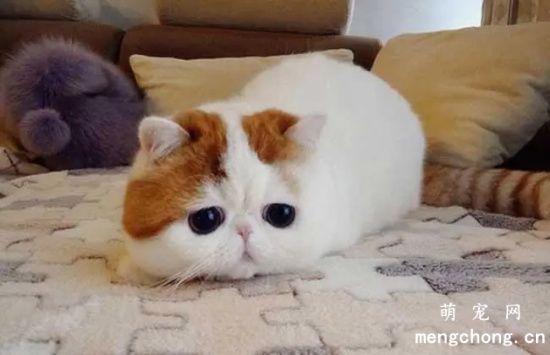 异国短毛猫掉毛原因及处理方法