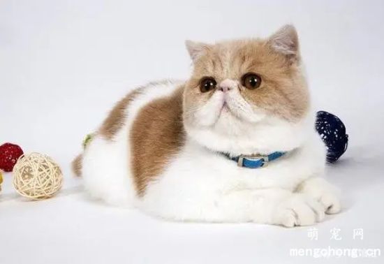 异国短毛猫粘人吗？