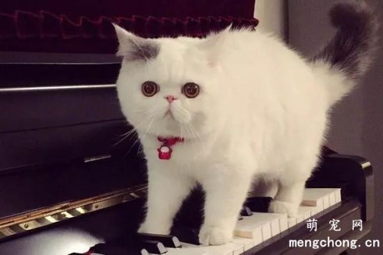 异国短毛猫粘人吗？