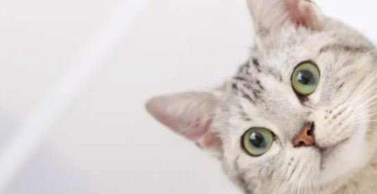 当一只猫“保护”你，会有这些表现，很多人都不知道！