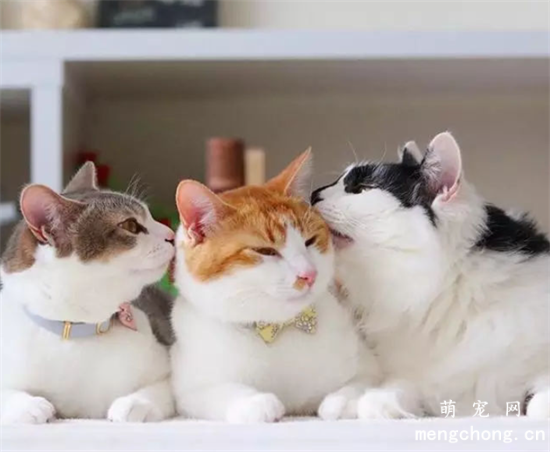 很多人都想养猫，养猫有什么注意事项