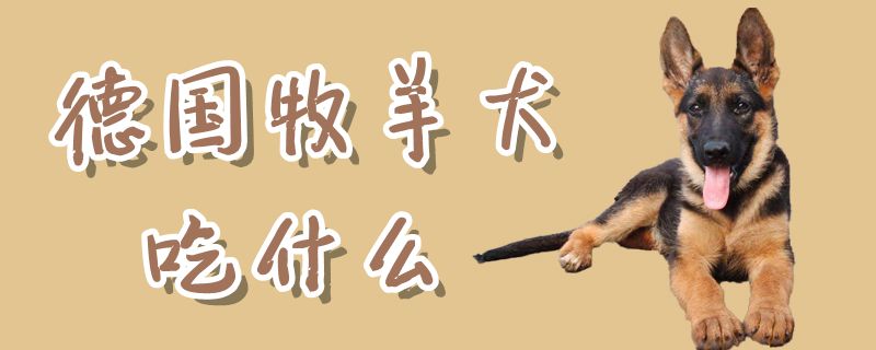 德国牧羊犬吃什么
