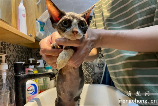 德文卷毛猫有哪些优点？