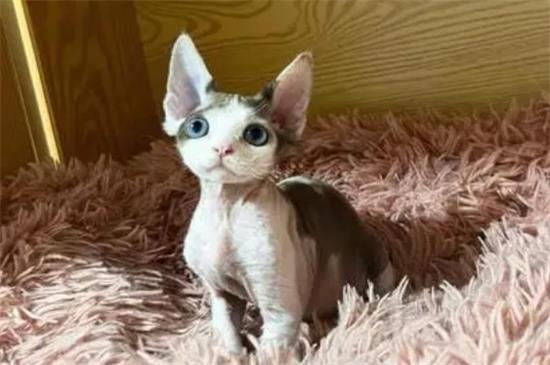 德文卷毛猫都有哪些优点和缺点?