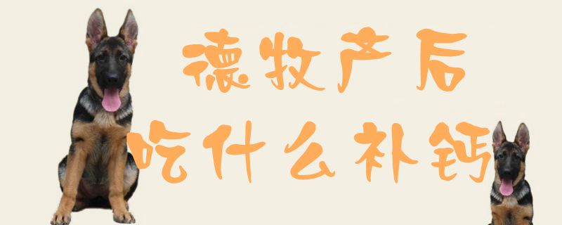 德牧产后吃什么补钙(图1) 德牧产后吃什么补钙1