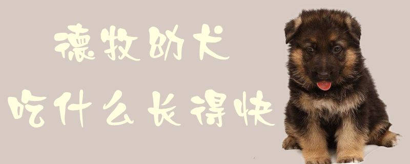 德牧幼犬吃什么长得快(图1) 德牧幼犬吃什么长得快1