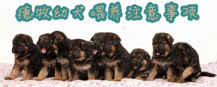 德牧幼犬豢养注沉事项