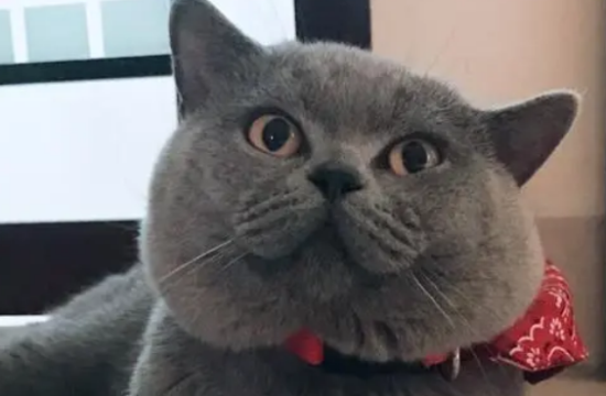 怀孕母猫拉稀能吃什么药