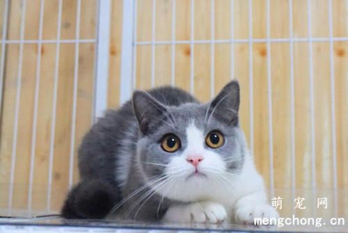 怀孕的母猫可以洗澡吗?