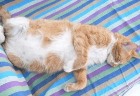 怀孕的猫拉软便怎么回事