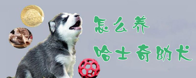 怎样养哈士奇幼犬1