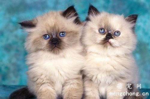 怎么判断小猫是否健康 猫咪健康初步判断方法