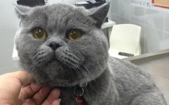 怎么判断蓝猫是否得气胸 俄罗斯蓝猫气胸的症状
