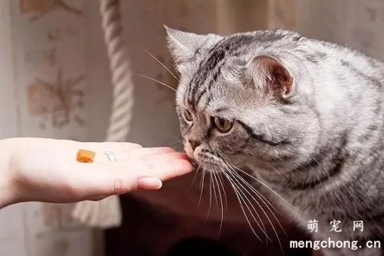 怎么喂猫吃药？